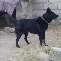 ماده فاکسی سه ساله|سگ|مشگین شهر, |دیوار