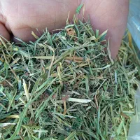 پرس شبدر روی اول