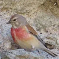 سهره سینه سرخ