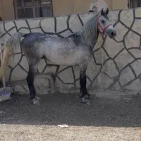 واگذاریه اسب نریان کورد