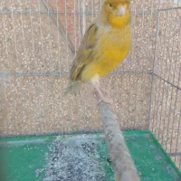 قناری دهن زن|پرنده|شیراز, کوشک میدان|دیوار