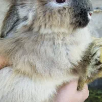 خرگوش لپ وخروس امپراطور