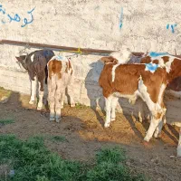 فروش سیمنتال