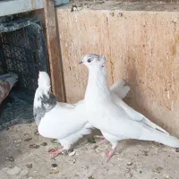 کفتر زینتی طوقی کاکل|پرنده|صباشهر, |دیوار