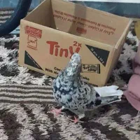 ماده دمسفیدوماده سینه سفید