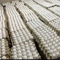 پخش تخم مرغ و خرما و ماست محلی