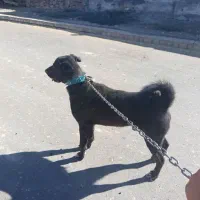 سگ سرابی|سگ|بیلوار, |دیوار