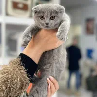 گربه بریتیش گربه اسکاتیش موقعیت شیراز