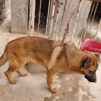 توله سگ ژرمن شپرد