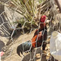 لاری
