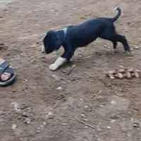 تازی.. شکاری..