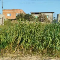 فروش ویژه عمده و تکی نهال شلیل حسن پوری زودرس|خدمات باغبانی و درختکاری|آکند, |دیوار