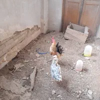 فروش مرغ خروس