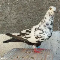 ماده سوسکی تیرماهی