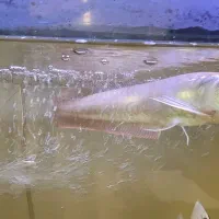 آروانا سیلور|ماهی|فردیس, نگارستان|دیوار