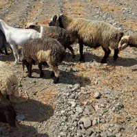 قوچ گله بره نر و بر ماده شیر مست|حیوانات مزرعه|بندرعباس, |دیوار