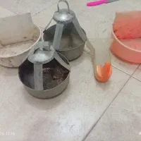 معاوضه با کفتر یا پول