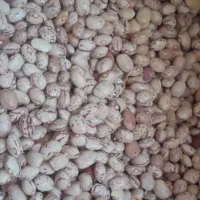 حبوبات|خوردنی و آشامیدنی|شیراز, میانرود|دیوار