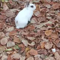 خرگوش  زیبا