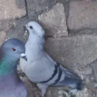 سه عدد شامی نره یکه بهترین نژاد|پرنده|چگنی, |دیوار