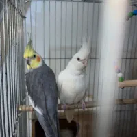 جفت عروس هلندی