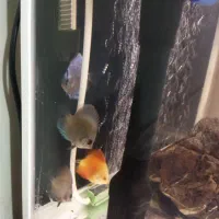 چهار عدد دیسکس سایز دو