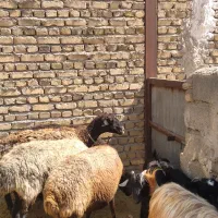 میش آبستن جوان جفتی ۶۲ میلیون