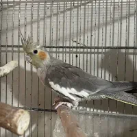 عروس هلندی  ۶ماه