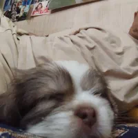 دو عدد توله شیتزو تریر با اصالت