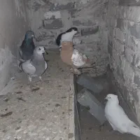 کبوتر|پرنده|تبریز, |دیوار