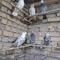 کبوتر .|پرنده|تهران, خاوران|دیوار