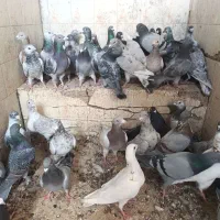 کفتر پلاکی|پرنده|شیراز, شهدای شهرک سعدی|دیوار