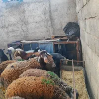 بره قوچ افشاری