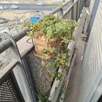 گلدان با پایه 7 عدد|گل و گیاه طبیعی|قمرود, |دیوار