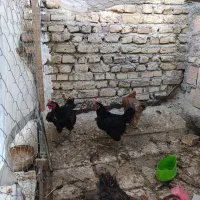 مرغ مشگی طاقچی
