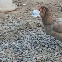 سلام دوستان ۲۰عدد مرغ ویروس یکجا به فروش میرسد|پرنده|بندر ترکمن, |دیوار