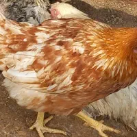 فروش جوجه مرغ و خروس نیمجه گلپایگان|حیوانات مزرعه|پیشوا, |دیوار