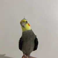 عروس هلندی گم شده