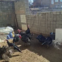 بوقلمون برنز