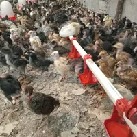 جوجه مرغ گلپایگان نیمچه ۲،۱ ماهه گردن لختی،کاکلی|حیوانات مزرعه|رشت, انصاری|دیوار