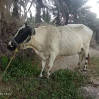 کاوه
