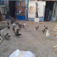 مرغ خروس گلین