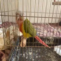 طوطی گرینچیک