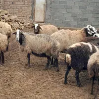 میش جوان و بره