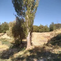 برش درخت