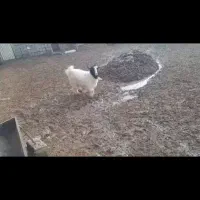 یک عدد بز خوب|حیوانات مزرعه|پیرانشهر, |دیوار