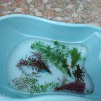 گیاه طبیعی آکواریوم|ماهی|سنندج, |دیوار