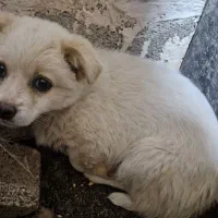 فروش سگ اشپیتز