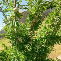 باغ-1000متری-سیخ-دارنگون