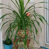 گل آپارتمانی